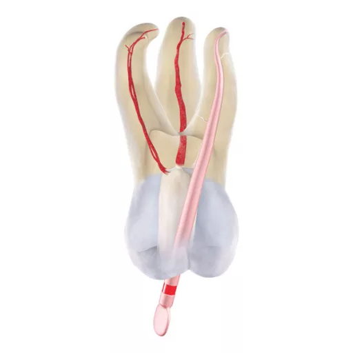 Reciproc blue Gutta-Percha R25